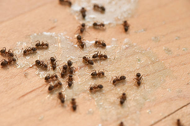 Best Flea Control Services  in Toccoa, GA