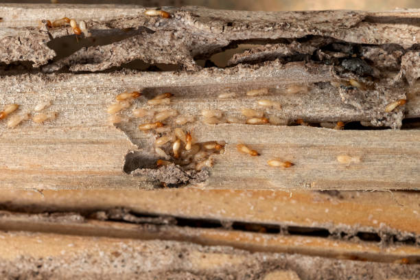 Best Termite Control Services  in Toccoa, GA